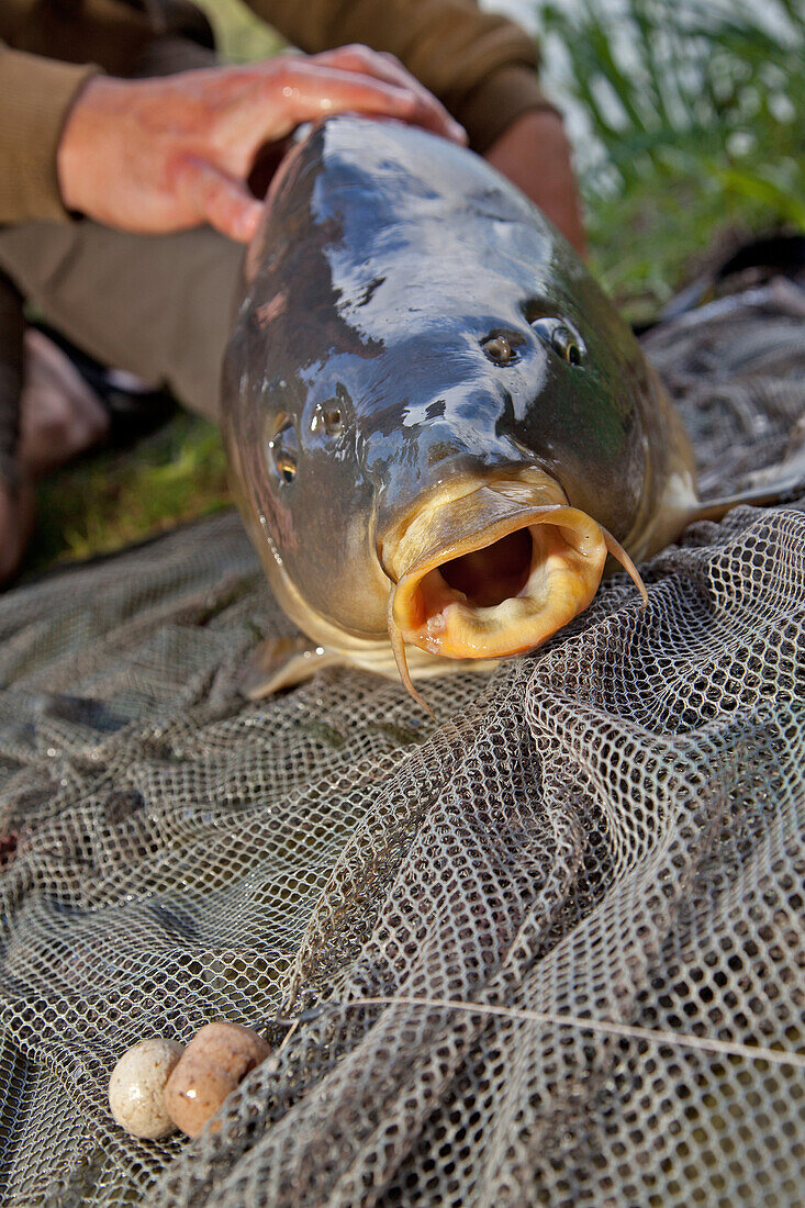 A 10 Kilogram Common Carp Caught Using Bait, No-Kill Fishing With The Fish Being Immediately Returned To The Water, Lake In Mezieres-Ecluizelles, Eure-Et-Loir (28), France