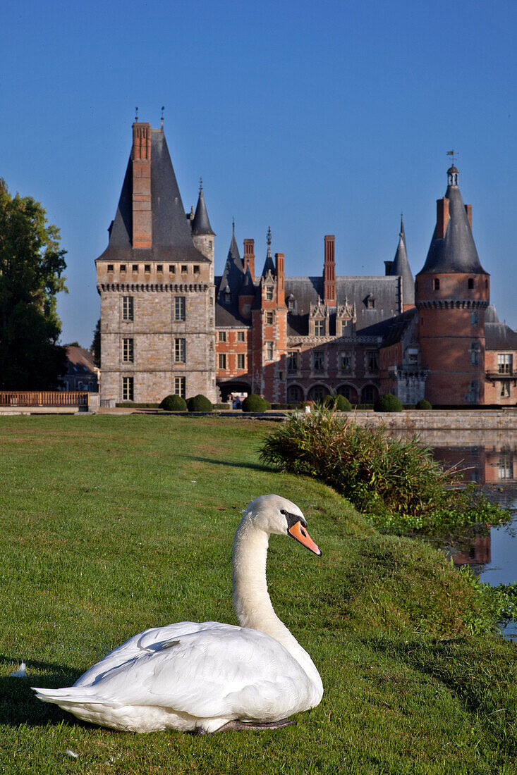 Swan In The Park At The Chateau De Maintenon, Eure-Et-Loir (28), Centre, France