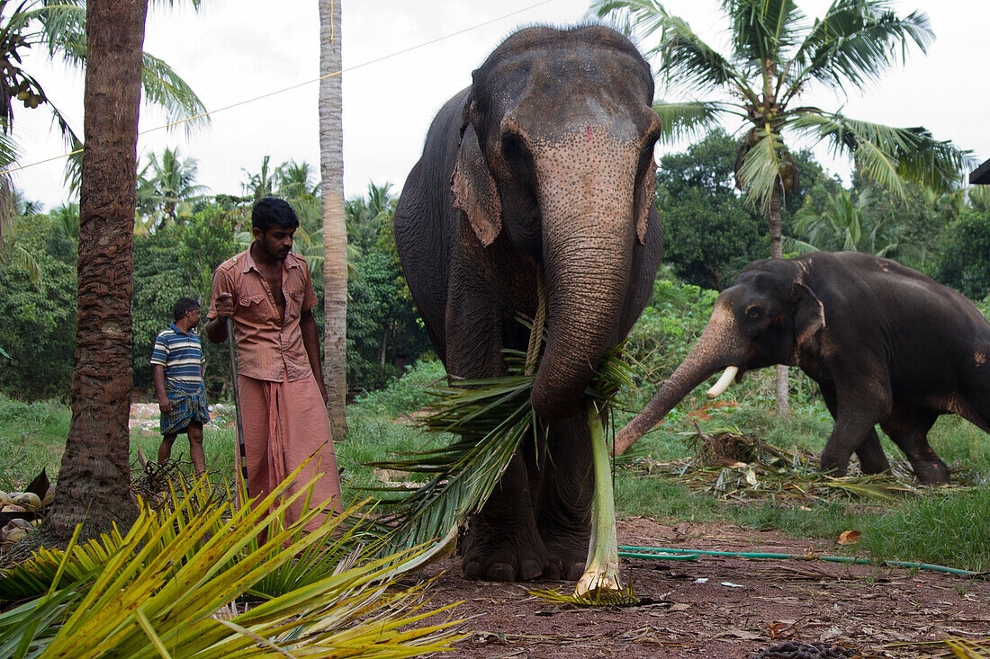 Gathering Palms, Work Carried Out By An Elephant, Kerala, Southern India, Asia
