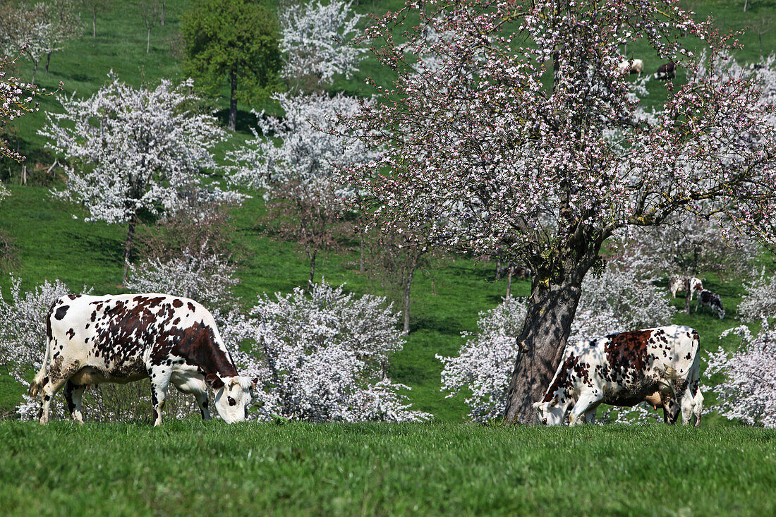Normandy Cows Underneath The Flowering Apple Trees In A Meadow, Orne (61), France, Europe