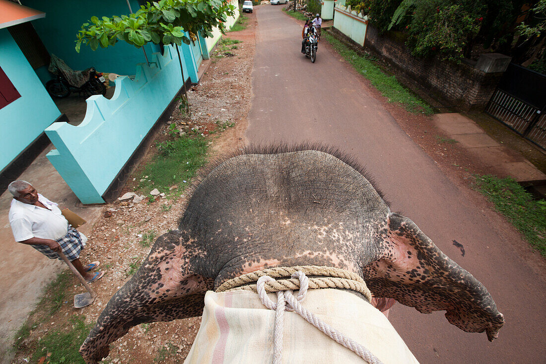 A Ride On The Back Of An Elephant, Kerala, Southern India, Asia