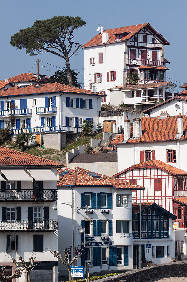 Basque Houses And Parasol Pine In Saint-Jean-De-Luz, Basque Country, Pyrenees-Atlantiques (64), Aquitaine, France