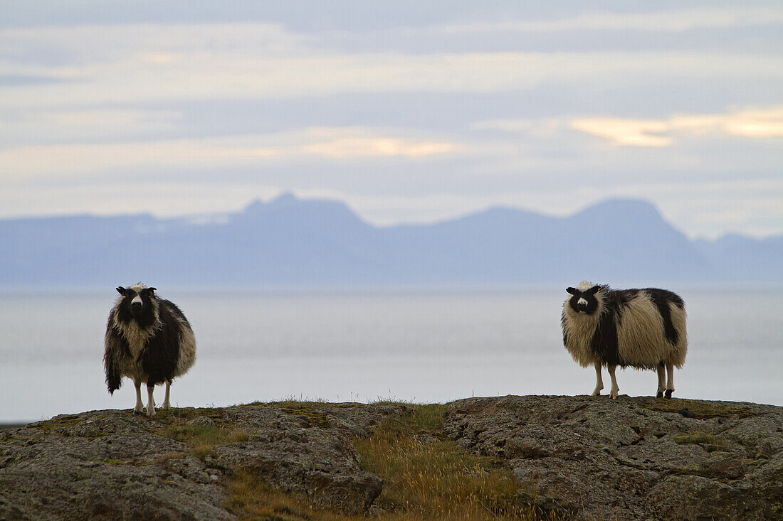 Icelandic Sheep, Northern Iceland, Europe