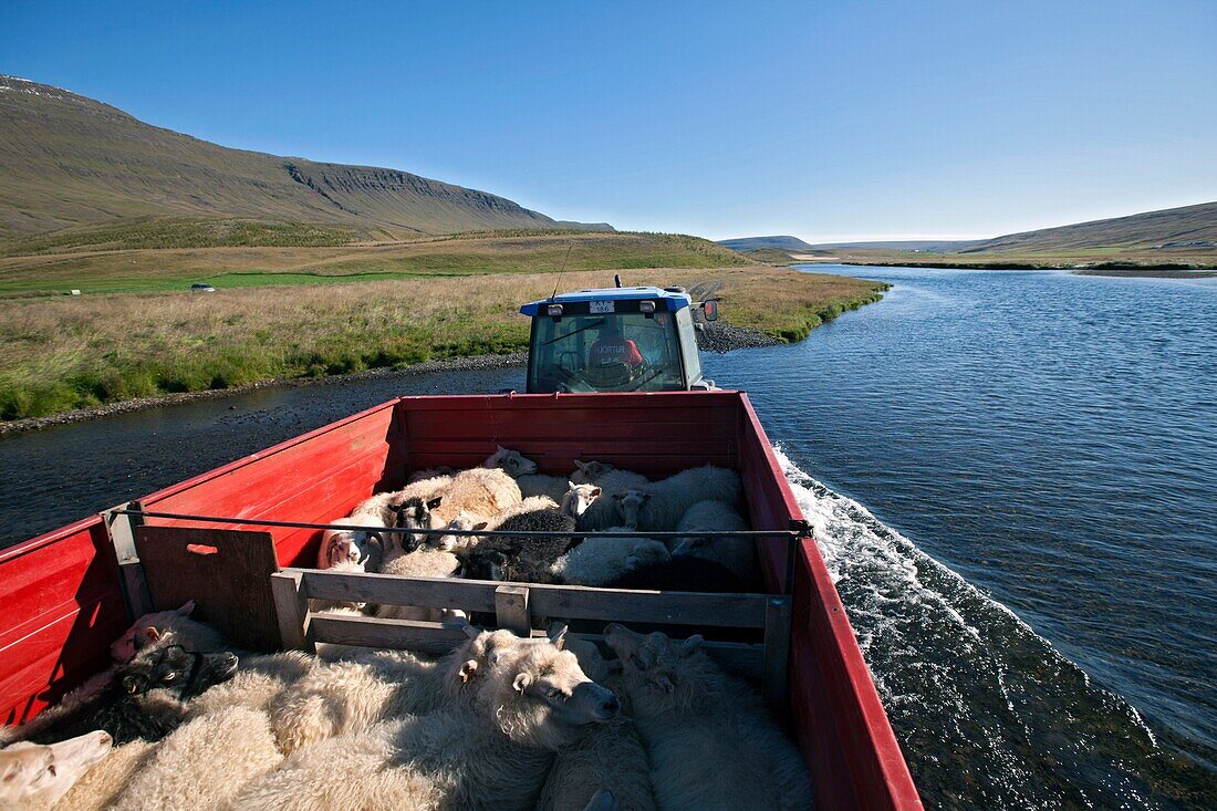 Tractor Full Of Sheep Crossing A River, The Big Round-Up Of Herds Of Sheep (Rettir In Icelandic), An Icelandic Tradition That Consists Of Bringing Back The Sheep That Had Been In Mountain Pasture In Summer, Undirfellsrett, Northwest Iceland, Europe