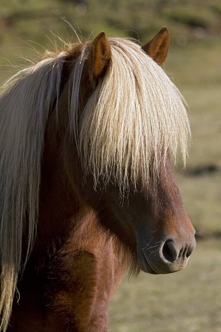 Portrait Of An Icelandic Horse, Skrapatungurett, Northern Iceland, Europe