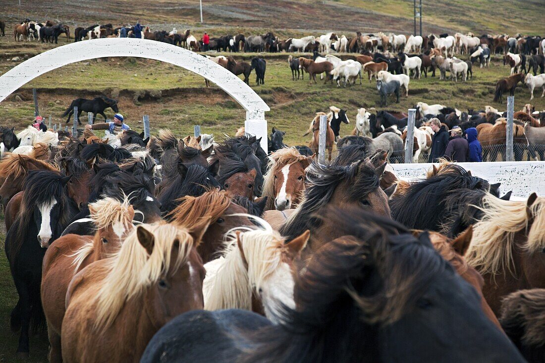 The Big Round-Up Of Herds Of Icelandic Horses, An Icelandic Tradition That Consists Of Bringing Back The Horses Which Had Been In Mountain Pasture In Summer, Skrapatungurett, Northern Iceland, Europe