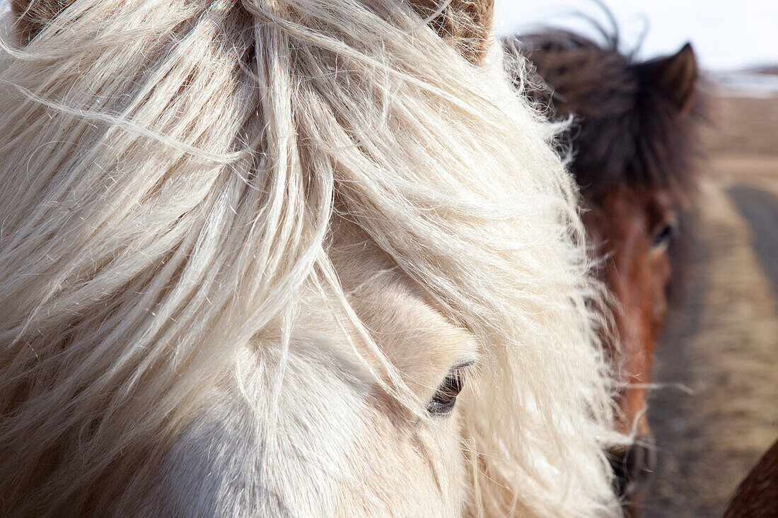 Herds Of Icelandic Horses, Northwestern Iceland, Europe