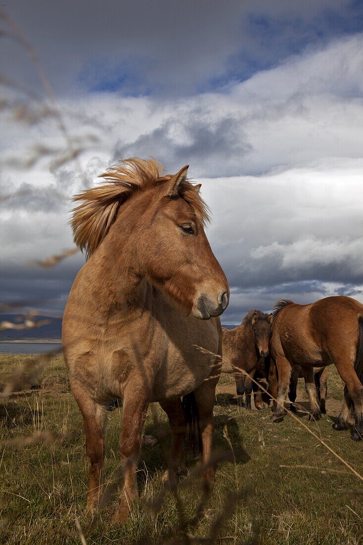 Herd Of Icelandic Horses In A Pasture In The Area Around Djupadalur, Western Fjords, Iceland, Europe