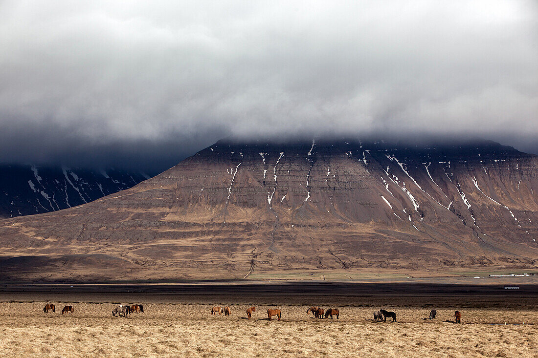 Herd Of Icelandic Horses In A Volcanic Landscape, Northern Iceland, Europe