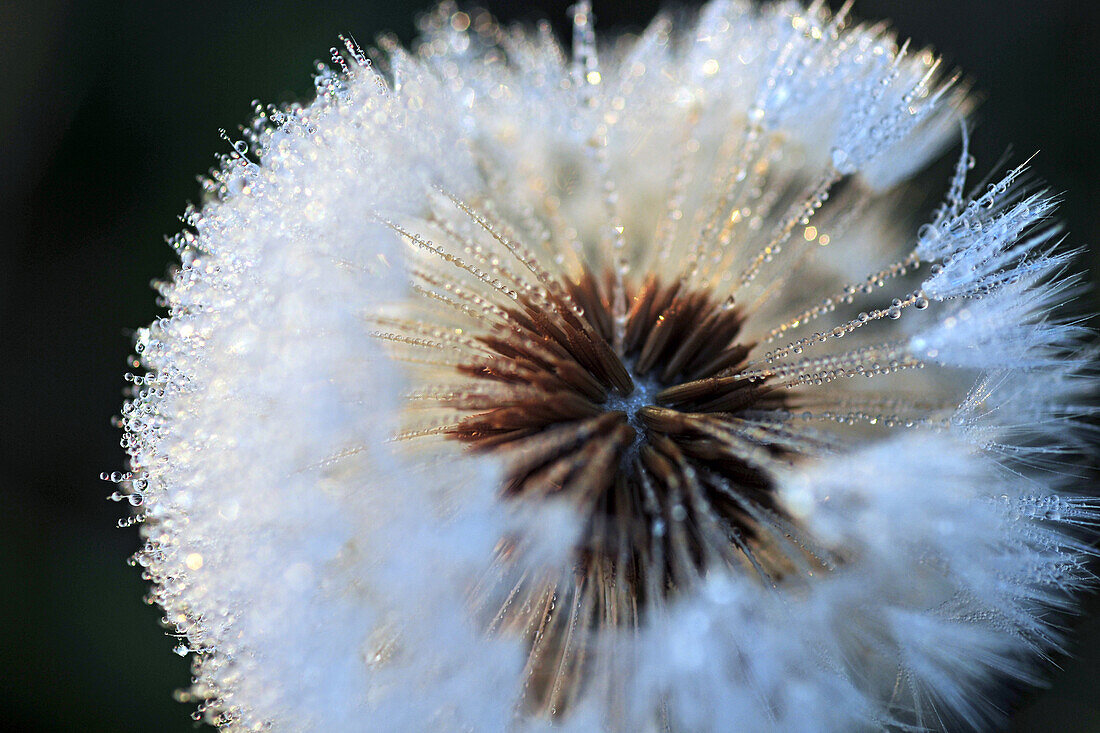 Dewdrops On The Flower And Tufts Of A Dandelion
