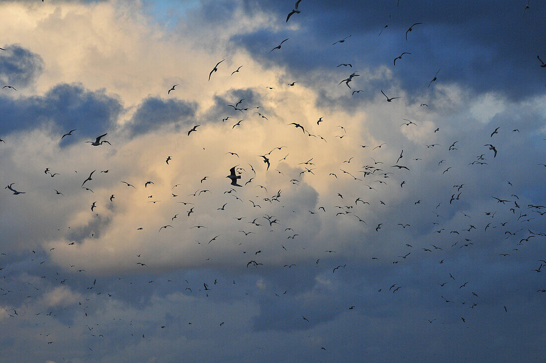 Seagulls Flying In A Cloudy Sky, Cayeux-Sur-Mer, Bay Of Somme (80), France