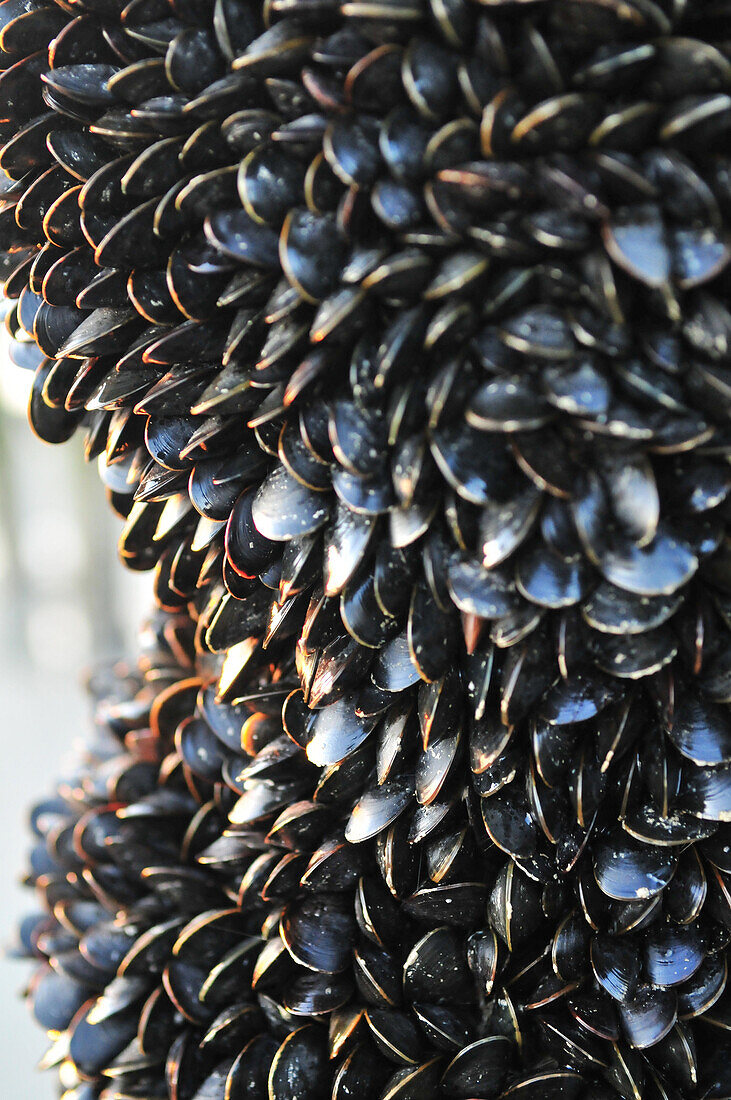 Detail Of A Mussel Bed, Mussel Farming, Quend, Somme (80), France