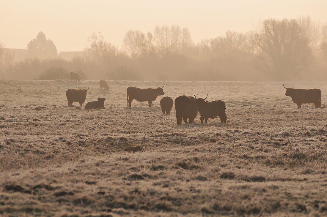 Scottish Cows In A Meadow In Winter, Noyelles, Somme (80), France