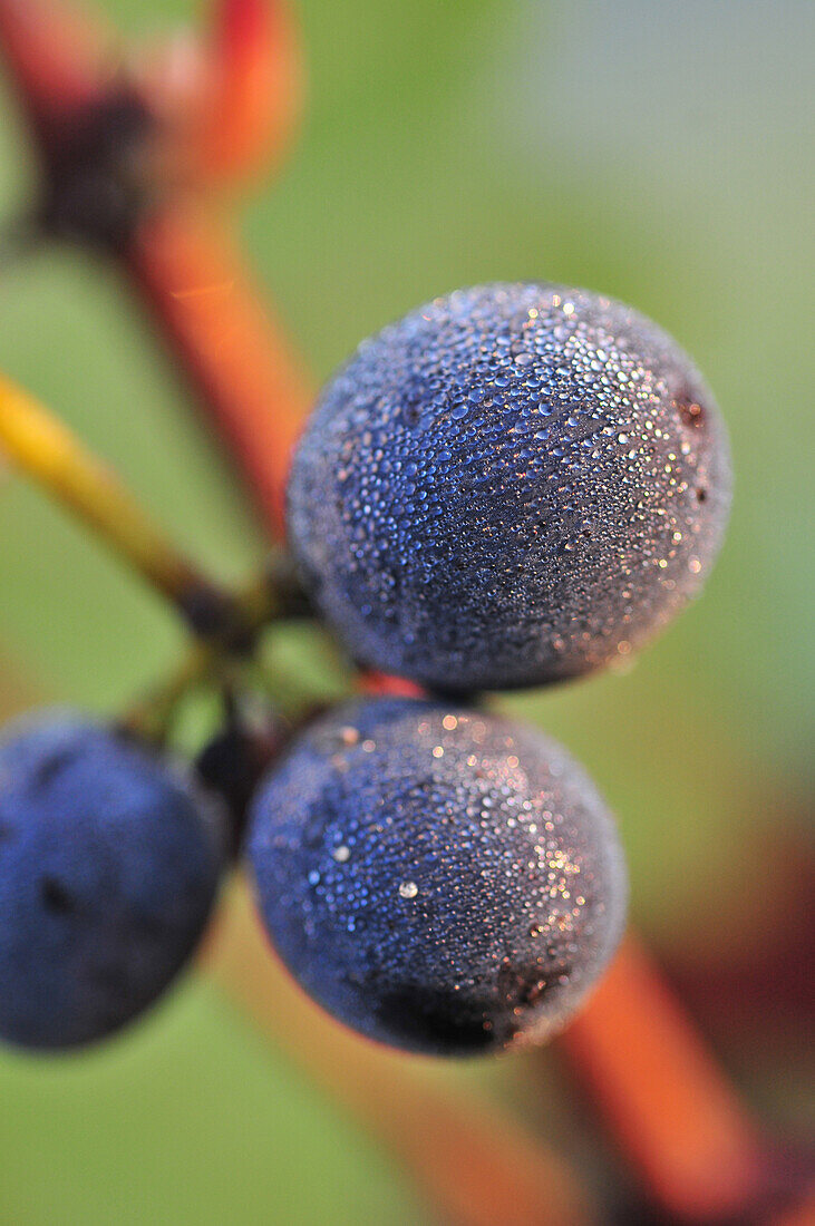 Detail Of Red Grapes Covered In Dew, Grape Harvest In Champagne, Essomes-Sur-Marne, Aisne (02), France