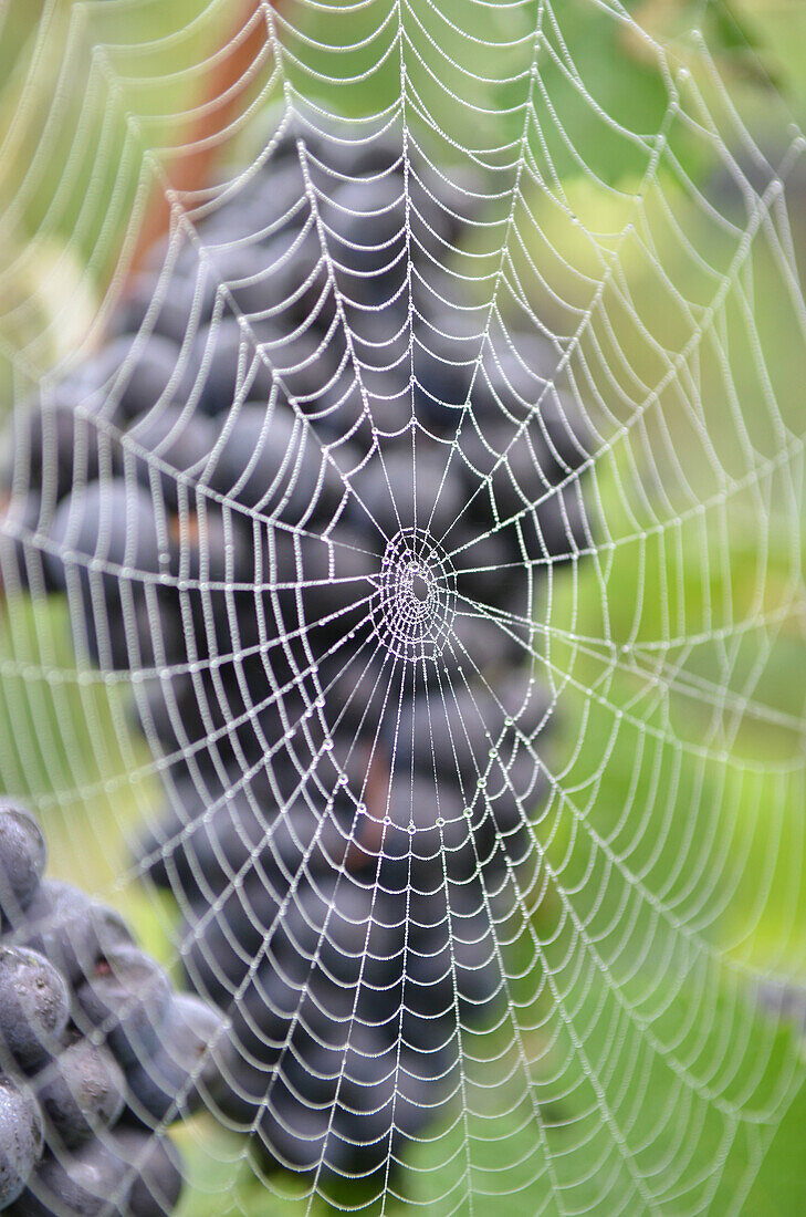 Spider Web In Front Of A Red Grapevine, Grape Harvest In Champagne, Essomes-Sur-Marne, Aisne (02), France