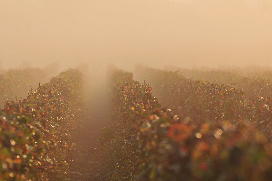 Vineyards Of Champagne In The Autumn Mist, Essomes-Sur-Marne, Aisne (02), France