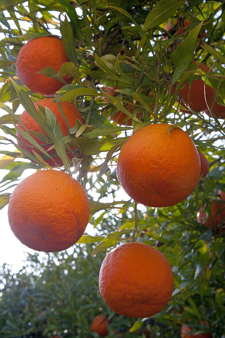 Orange Trees And Oranges Ready To Be Picked, Morocco