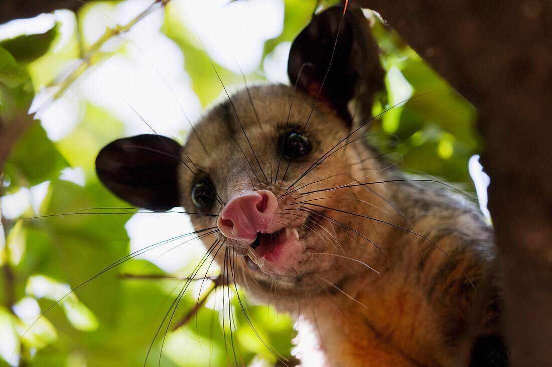 Opossum In A Tree, Guayaquil, Guayas, Ecuador