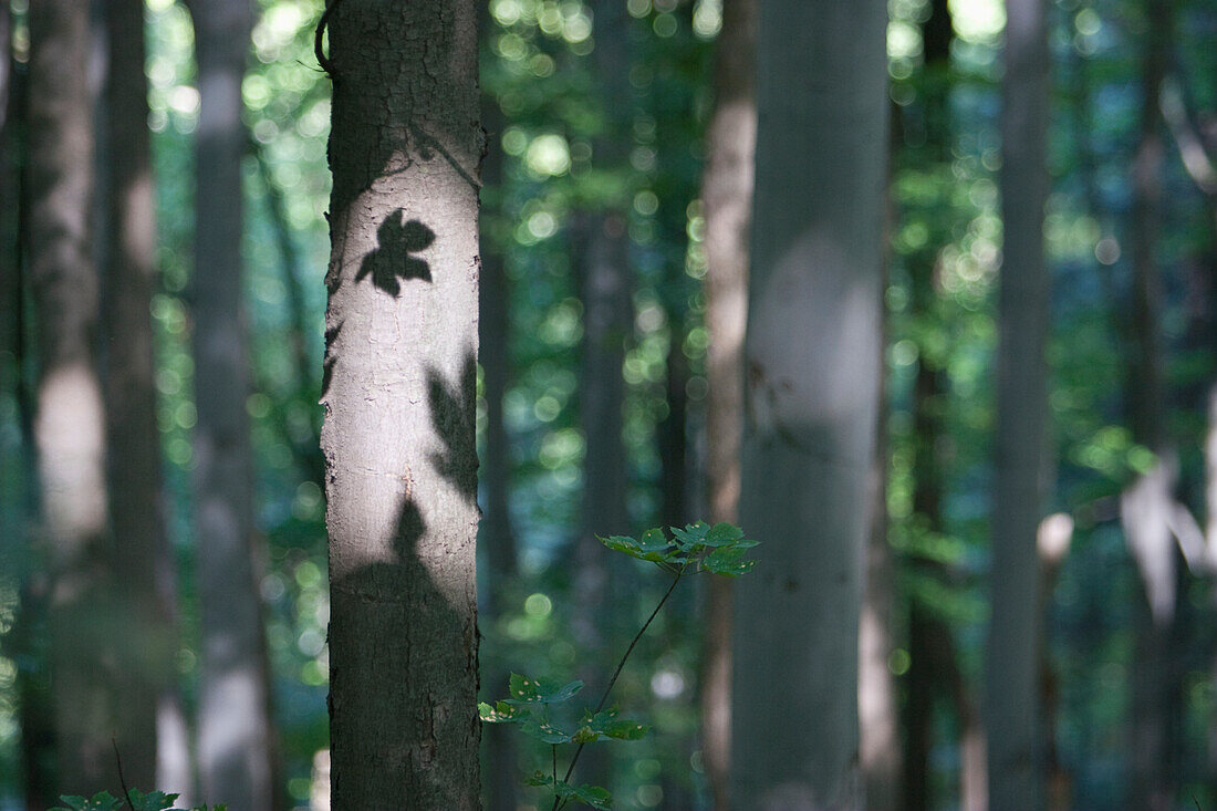 Forest Surrounding The Kalwaria Zebrzydowska Sanctuary, Malopolska, Poland