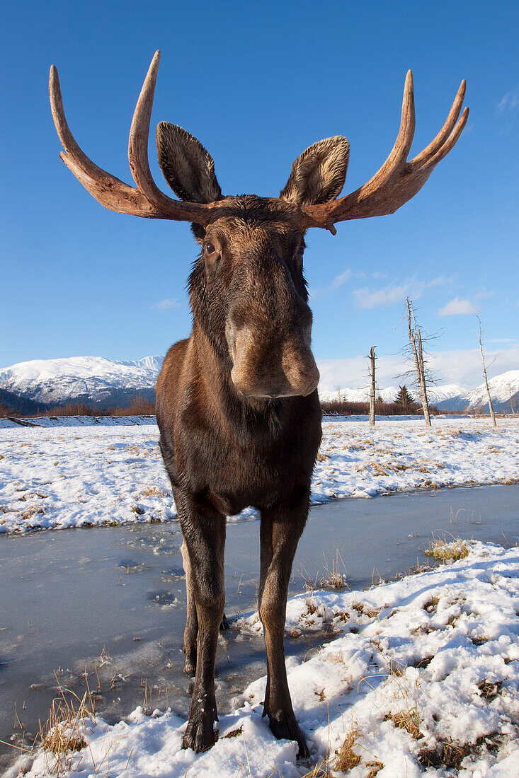 A Wide-Angle View Of A Bull Moose Standing On Thin Snow At The Alaska Widllife Conservation Center, Southcentral Alaska, Winter. Captive