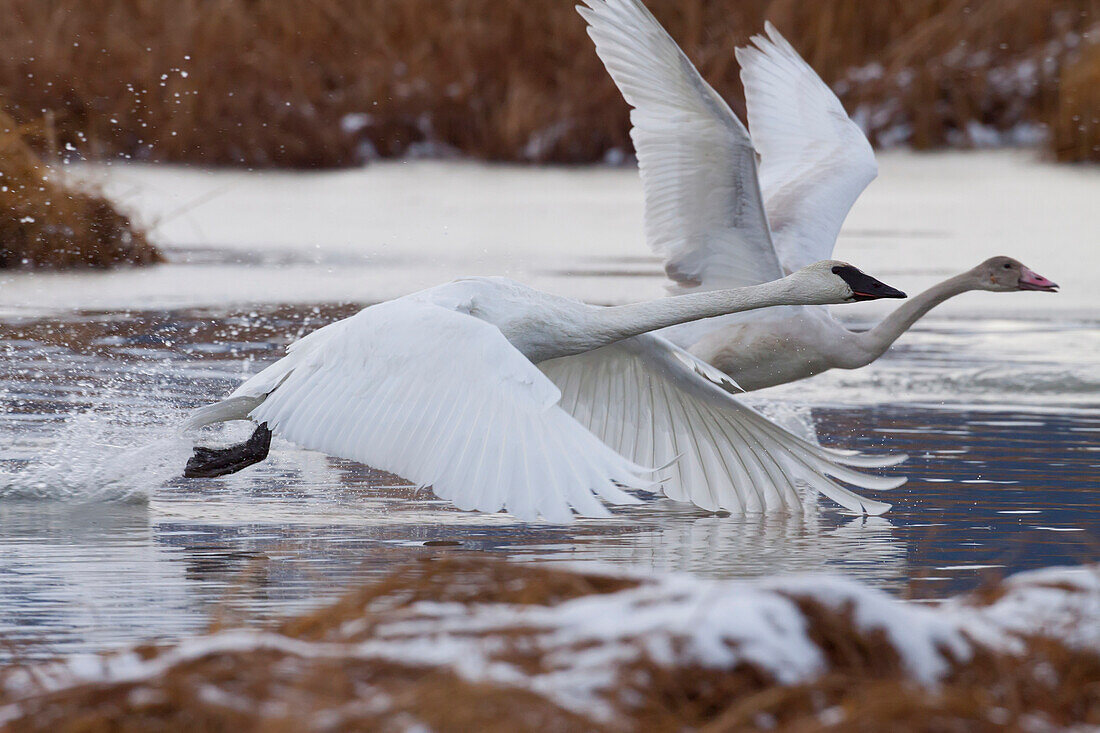 An Adult And Juvenile Trumpeter Swan Take Off From A Pond Near Girdwood, Southcentral Alaska, Autumn