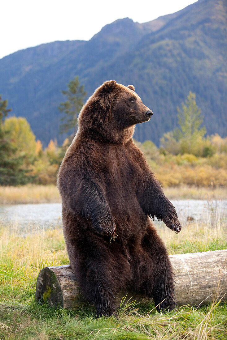 Captive: A Large Brown Bear Sits On A Log At The Alaska Wildlife Conservation Center, Southcentral Alaska