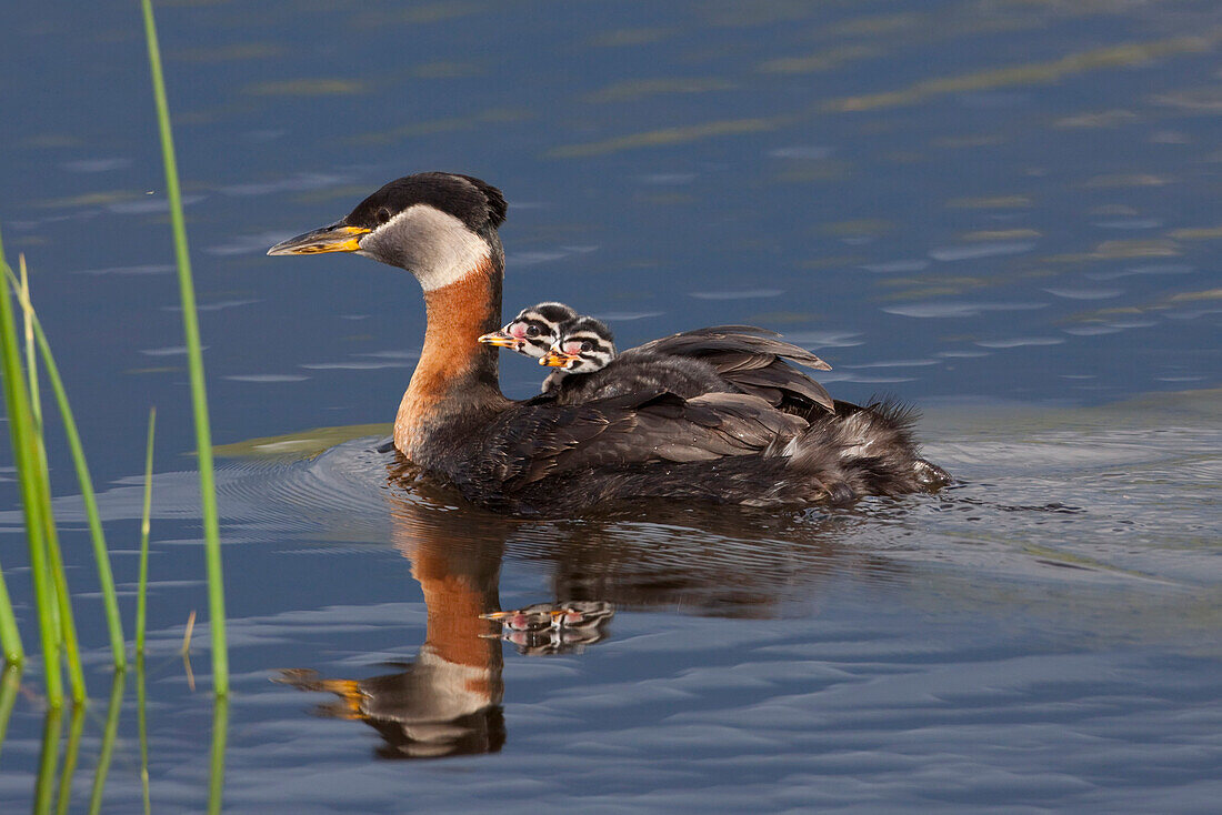Red-Necked Grebe Adult Swimming In Water At Potter Marsh With Newborn Chicks Riding On Back, Anchorage, Alaska