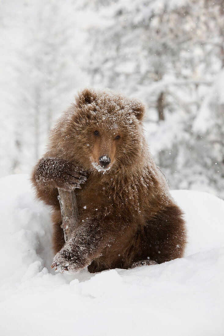 Captive: Female Brown Bear Cub From Kodiak Holds Onto A Log While Sitting On A Snow Covered Hill In A Snowstorm At The Alaska Wildlife Conservation Center, Southcentral Alaska, Winter