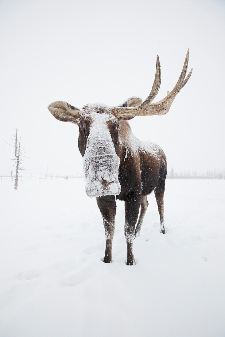 Captive: Bull Moose, With One Antler, Standing In Snow At Alaska Wildlife Conservation Center, Southcentral Alaska, Winter