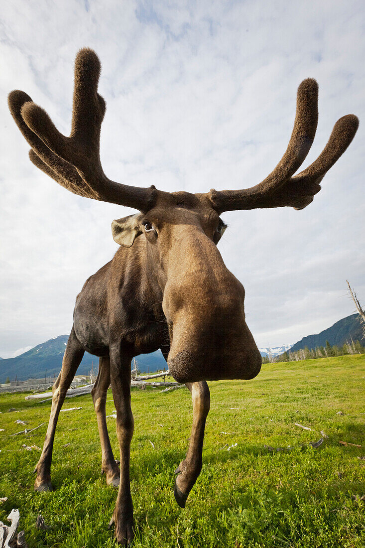 Captive: Wide Angle Close Up Of An Approaching Moose With Antlers In Velvet, Alaska Wildlife Conservation Center, Southcentral Alaska, Summer