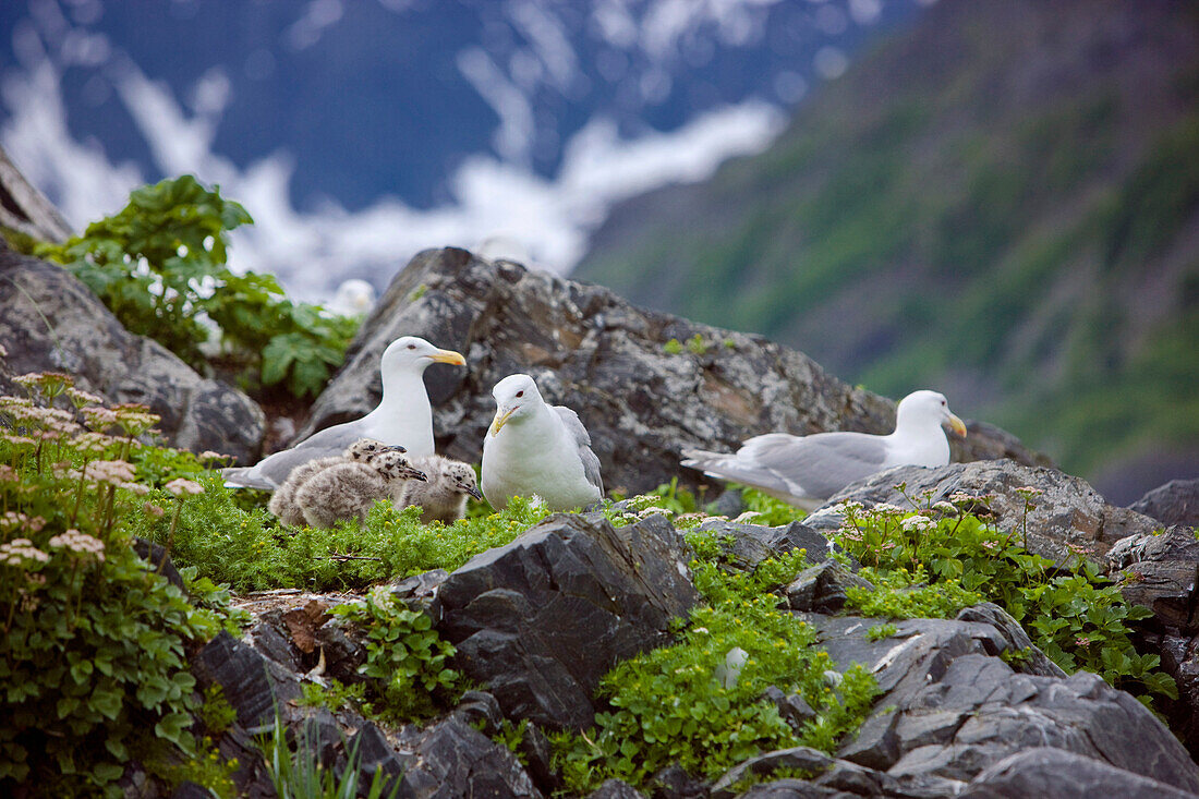 Seagull Nests With Chicks, Shoup Bay State Marine Park, Prince William Sound, Southcentral Alaska