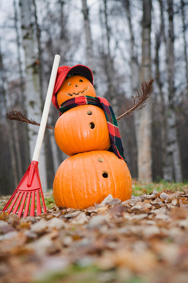 Jack-O-Lantern Man Wearing A Red Hunting Cap And Plaid Scarf Raking Fallen Leaves In A Birch Forest With Fallen Leaves On The Ground During Fall In Anchorage, South Central Alaska.