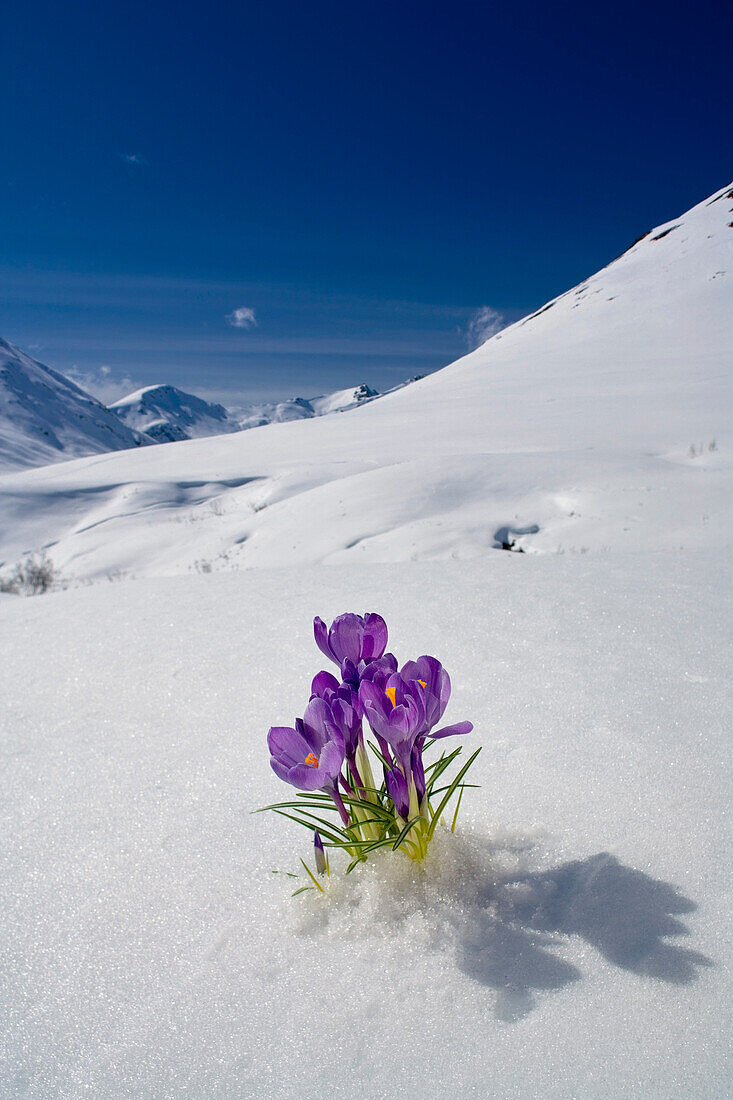Crocus Flower Peeking Up Through The Snow. Spring. Southcentral Alaska.