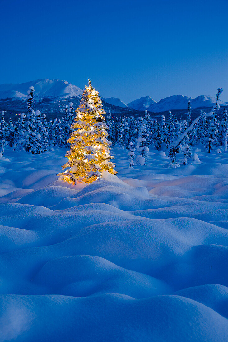 Christmas Tree Standing On Snow Covered Tundra At Twilight, Spruce Forest And Chugach Mountains In The Background, Winter, Anchorage, Alaska
