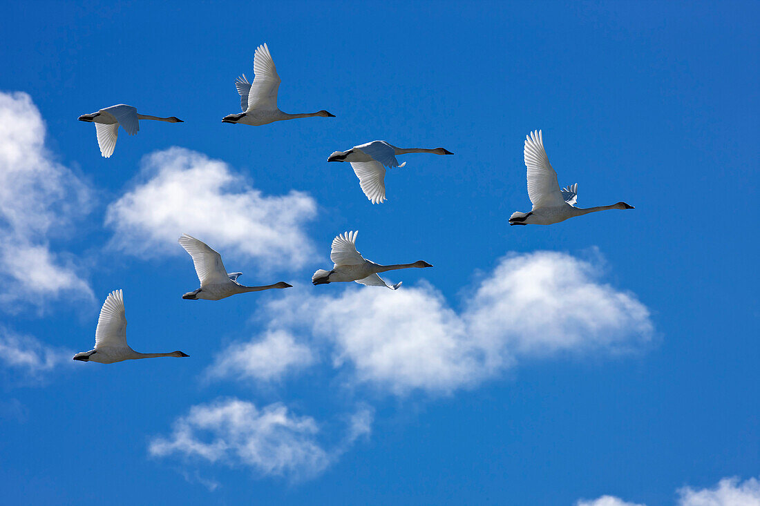Trumpeter Swans In Flight During Spring Migration, Marsh Lake, Yukon Territory, Canada
