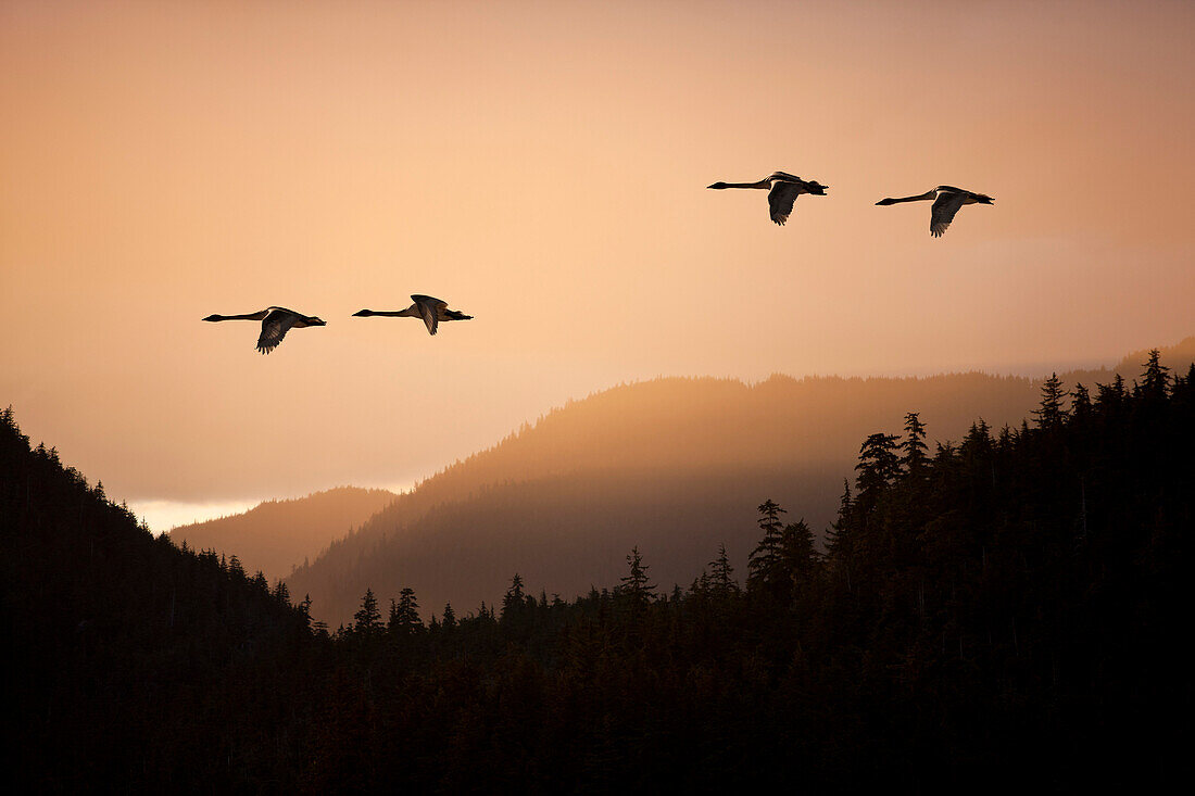 Composite: Trumpeter Swans In Flight At Sunset Over The Tongass National Forest, Inside Passage, Southeast Alaska, Spring