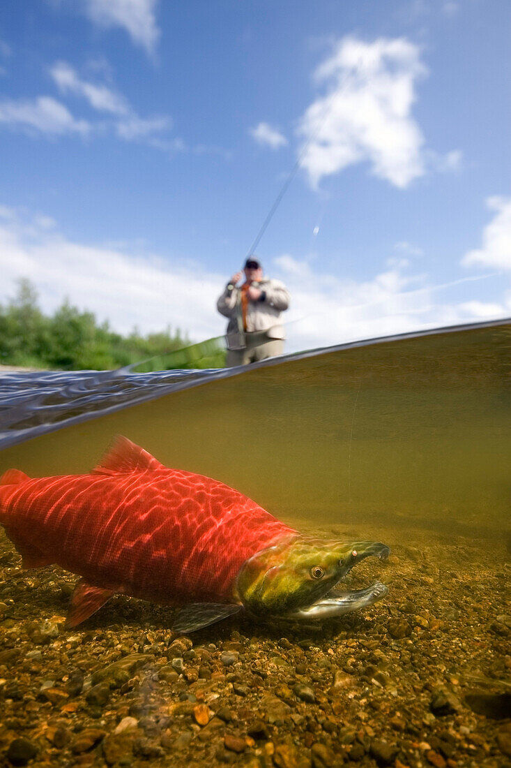 Close Up Of Sockeye Salmon In River With Fly Fisherman In Background Alagnak River Katmai National Park And Preserve Southwest Alaska Summer Composite