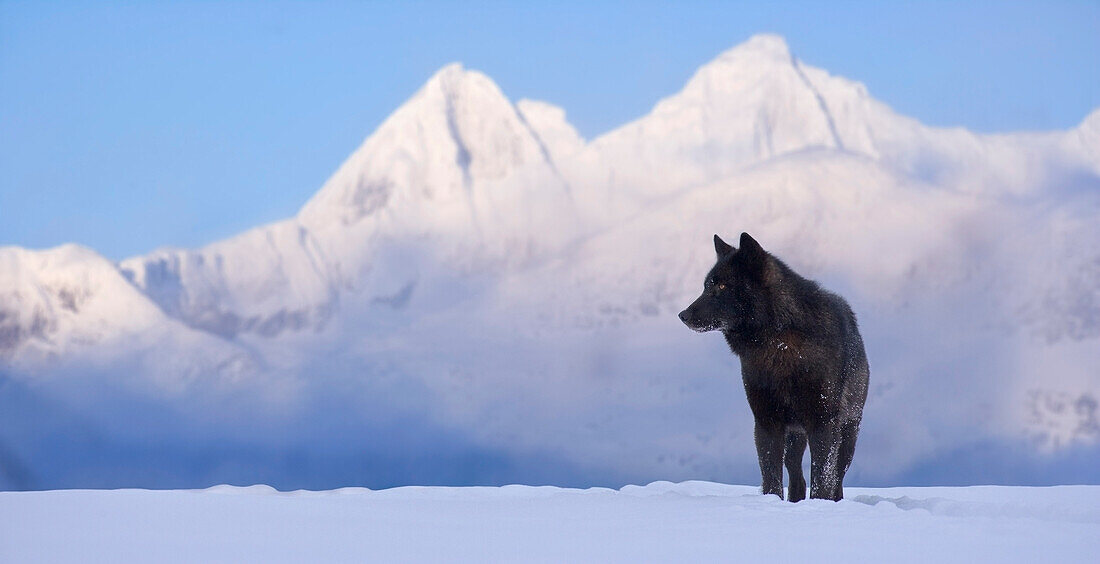Wolf Standing In The Snow Against A Backdrop Of Snow Covered Mountains, Surveying It's Surroundings. Winter In The Tongass National Forest Of Southeast Alaska. Composite.