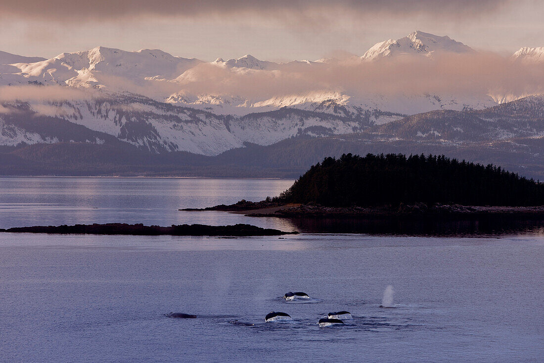 Composite, A Pod Of Humpack Whales Feeding Near Benjamin Island In Lynn Canal With Snowcovered Chilkat Mountains In The Background During Winter In Southeast Alaska, Humpback Whale Slaps Its Flukes On The Surface Near Benjamin Island In Lynn Canal With Th