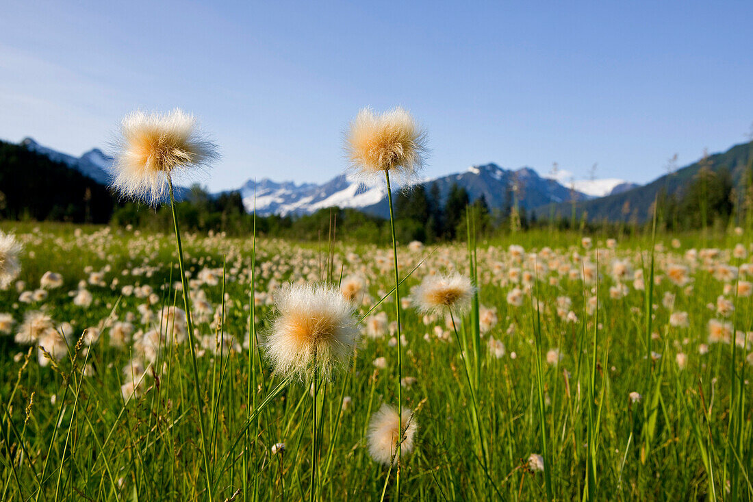 Alaska Cotton Grass In Bloom In A Meadow With The Mendenhall Towers And Coast Mountains In The Background, Southeast, Alaska.