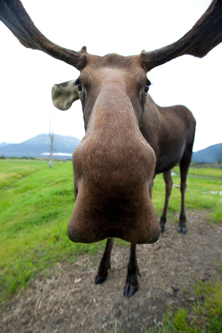 Captive: Close-Up, Wide-Angle View Of A Bull Moose At The Alaska Wildlife Conservation Center In Southcentral Alaska