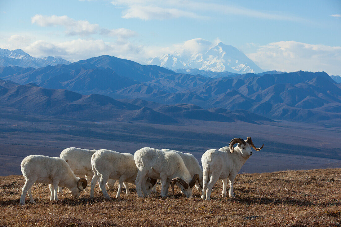 Band Of Dall Sheep Ram Standing And Grazing In A High Mountain Meadow With Mt. Mckinley In The Background, Interior Alaska, Autumn