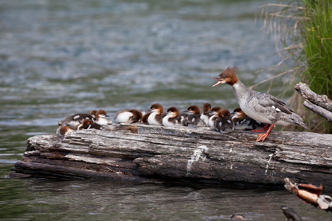 A Large Brood Of Common Merganser Ducklings Rest On A Log, Cooper Landing, Southcentral Alaska, Summer
