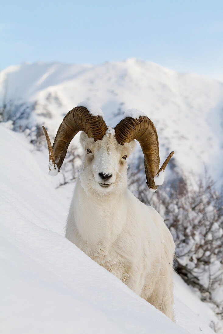 Close Up Of A Full-Curl Ram Dall Sheep Standing On A Steep Slope In Deep Snow, Chugach Mountains, Southcentral Alaska, Winter