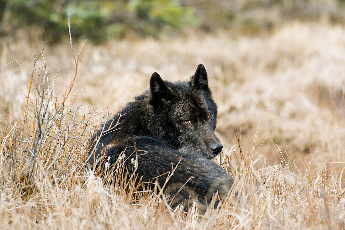 Archipelago Wolf In Black Color Phase Laying In Grass Southeast Alaska Winter Tongass Nat Forest