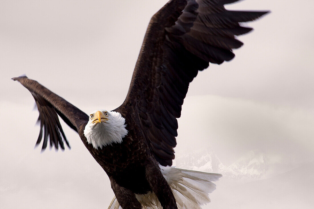 Bald Eagle In Flight Over Alaska's Tongass National Forest, Southeast Alaska, Winter, Composite