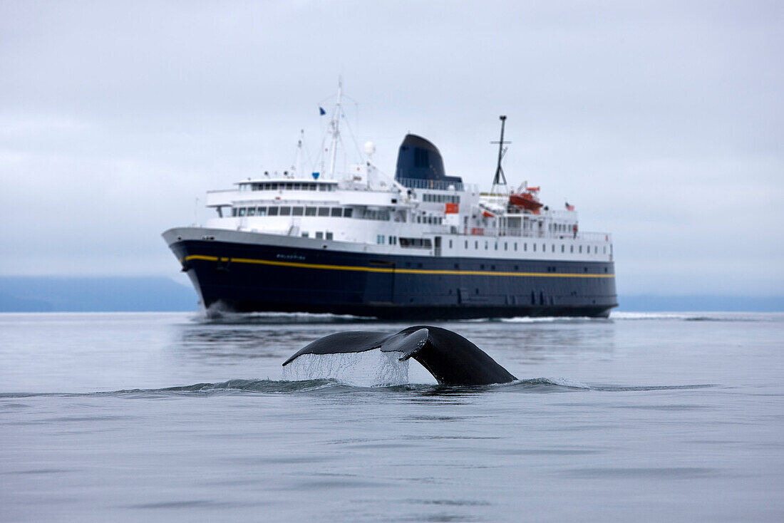 Humpback Whale Surfaces Near An Alaska Marine Highway Ferry In The Lynn Canal Of Inside Passage Of Southeast Alaska