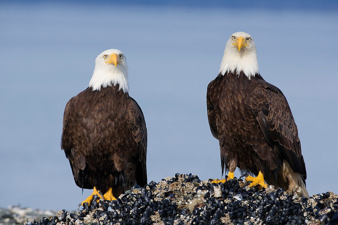 Bald Eagles Perched On Barnacle Covered Rock Inside Passage Southeast Alaska Summer