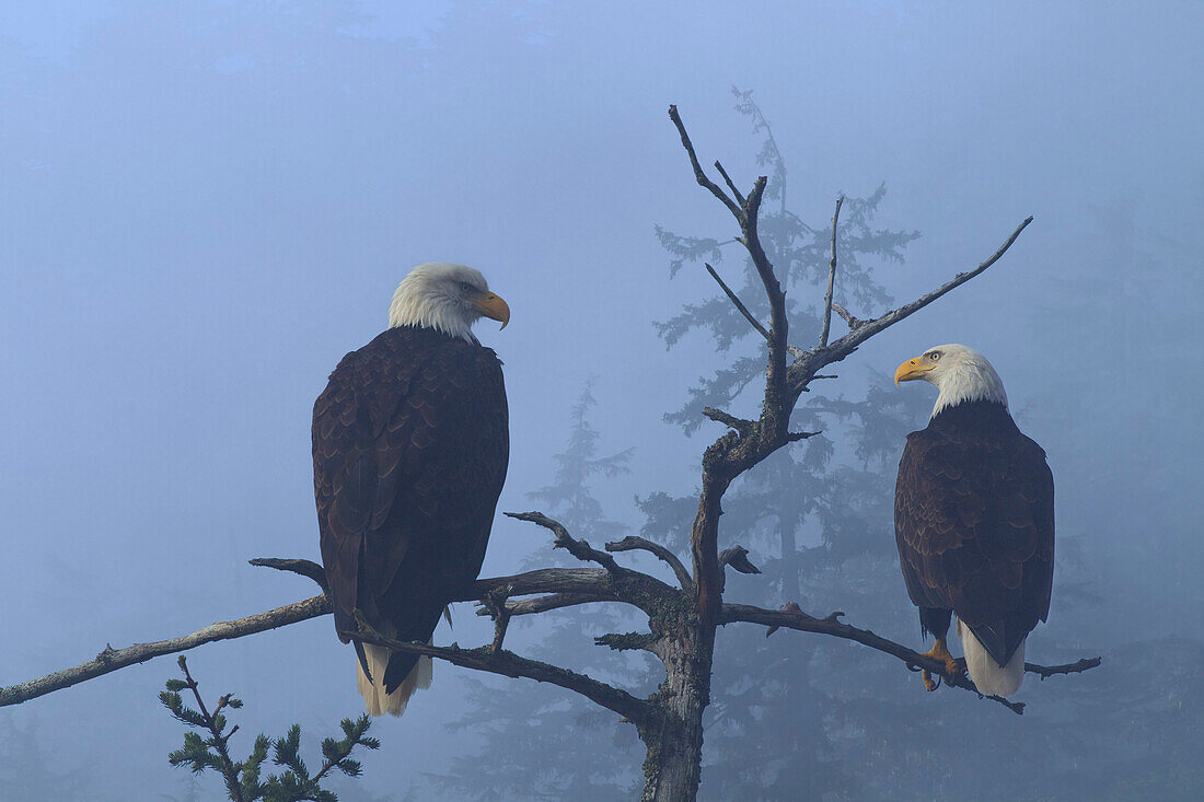 Bald Eagles Perched In The Top Of An Old Spruce Tree On A Misty Morning In The Tongass National Forest, Southeast Alaska, Winter, Composite