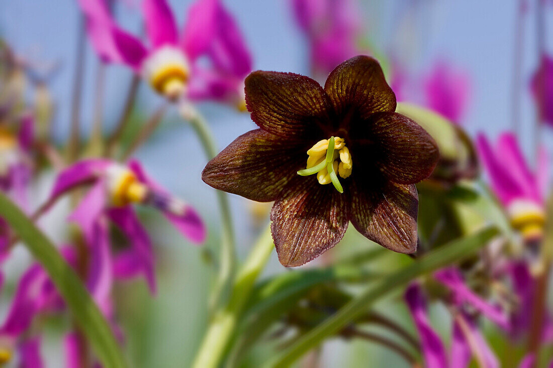 Close Up Of Chocolate Lilies And Shooting Star Wildflowers In A Meadow In The Mendenhall Wetlands, Alaska.